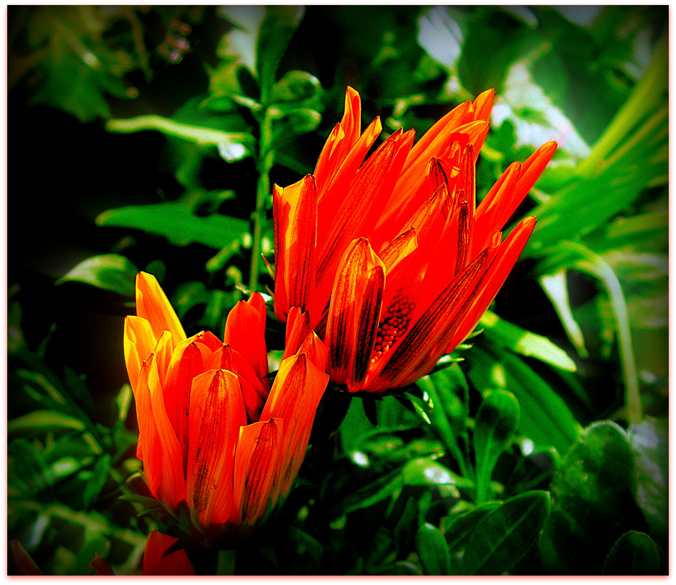 Gazanias Blossoming