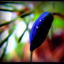 Freezing Hyacinth Bud