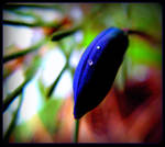 Freezing Hyacinth Bud by surrealistic-gloom