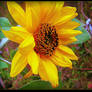 Sunflower Near The Woods