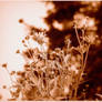 Bouquet Of Flowers - Sepia
