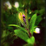 Wet Forget-me-not Buds