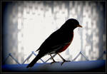 Silhouette Of A Robin by surrealistic-gloom