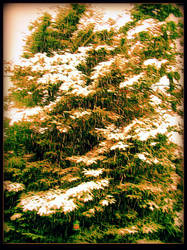 Our snowy winters 2