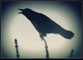 Silhouette of a Raven  2