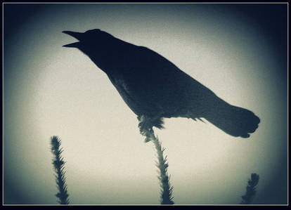 Silhouette of a Raven  2