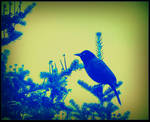 Black Bird On a Branch by surrealistic-gloom