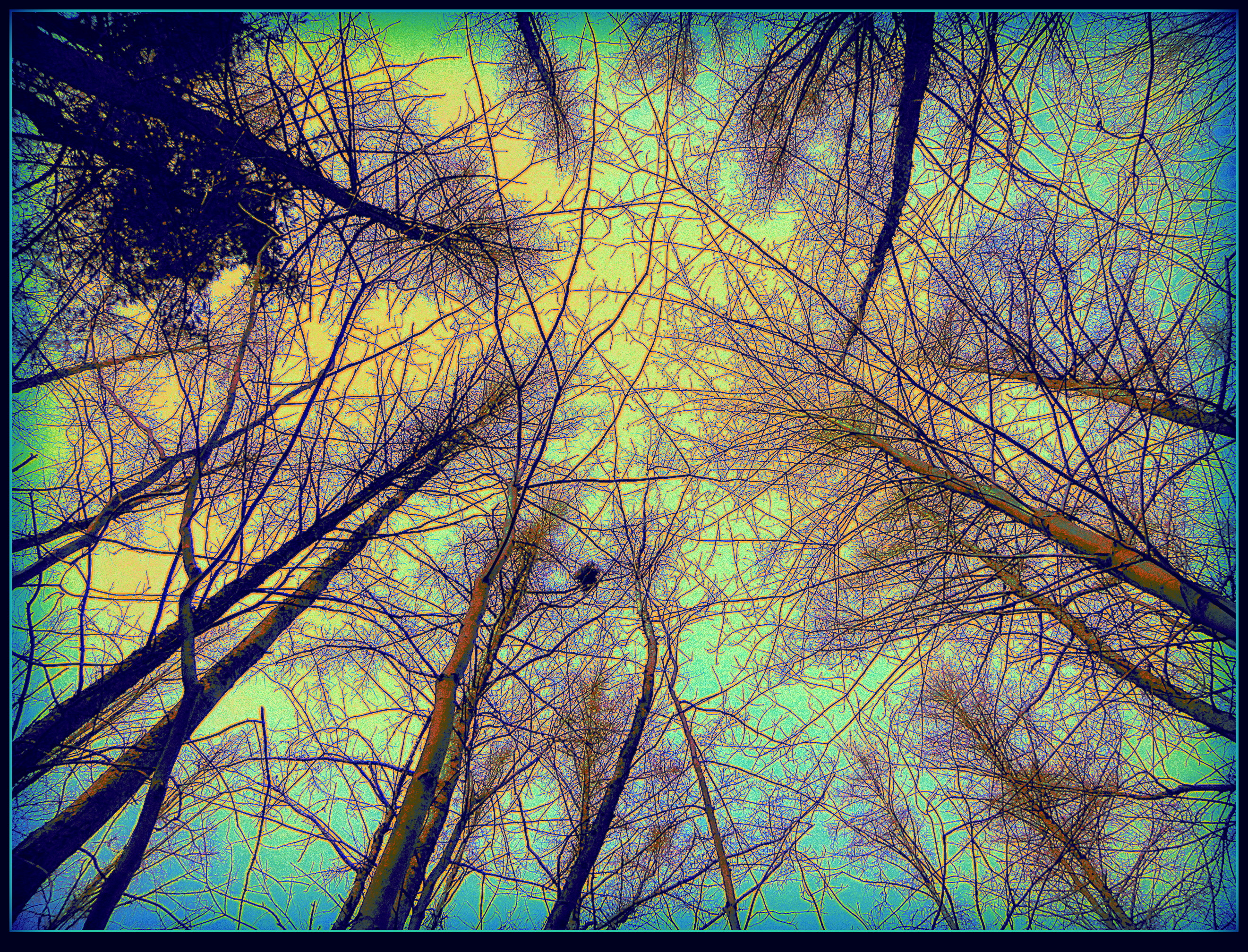 Looking Up In the Forest