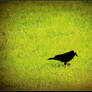 Lonesome Raven