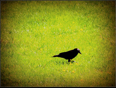 Lonesome Raven