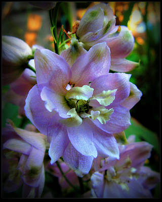 Lovely Summer Flower by surrealistic-gloom