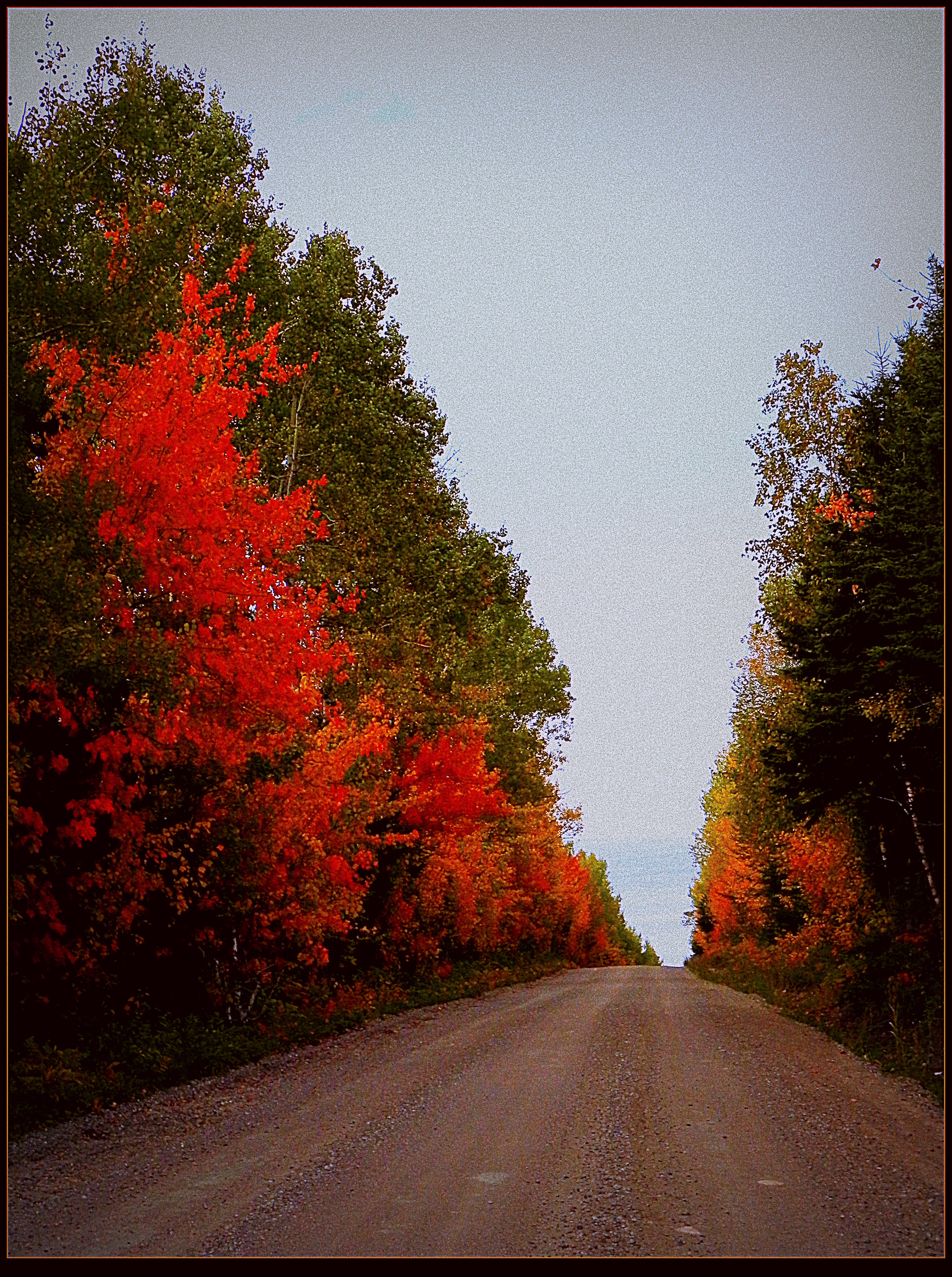 Colorful Forest Road