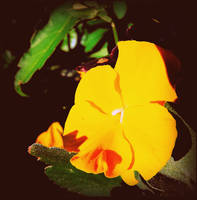 A Yellow Pansy