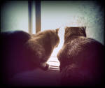 Cats at The Window 2 by surrealistic-gloom