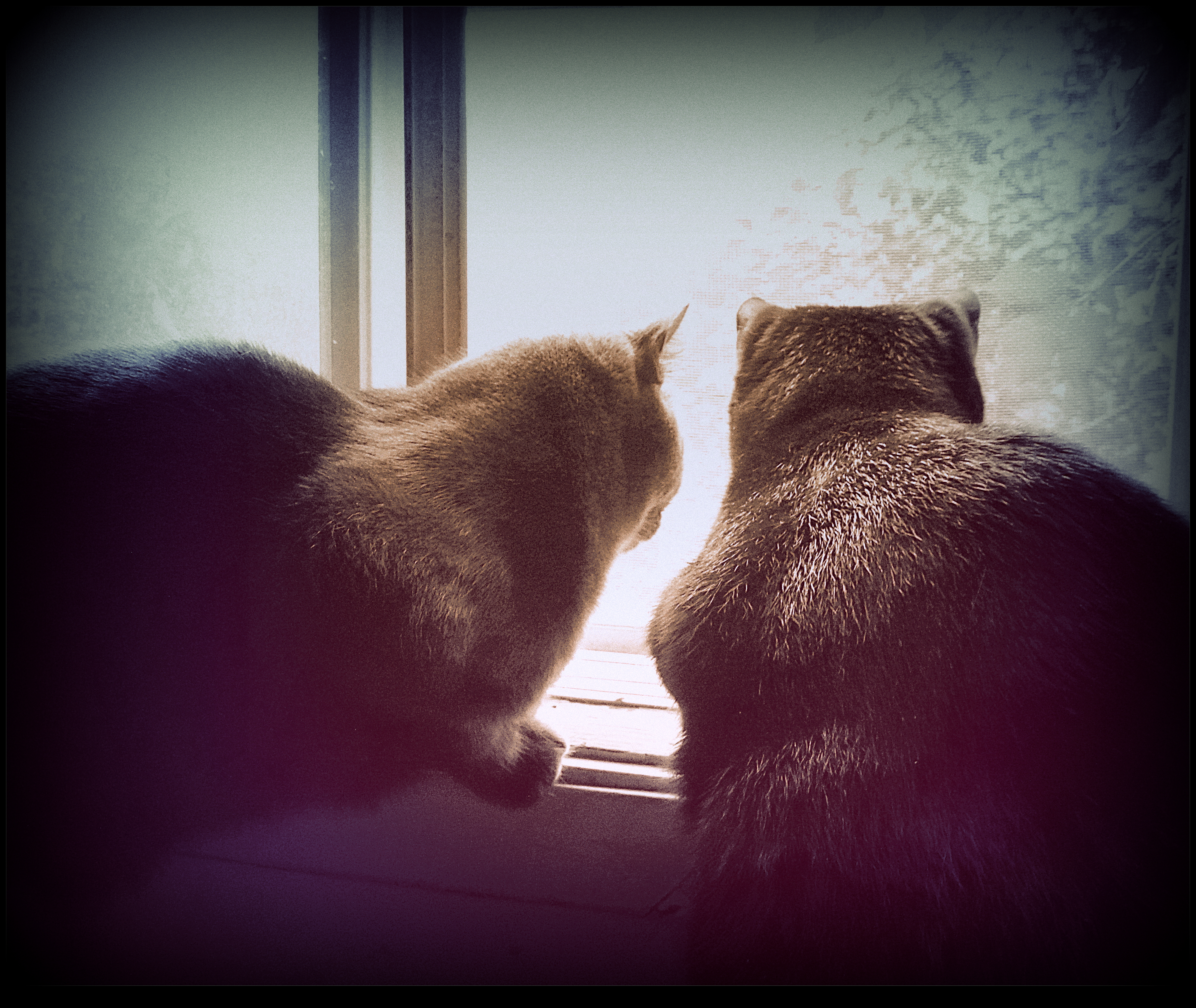 Cats at The Window  2