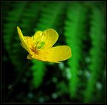 A Flower for Judina by surrealistic-gloom