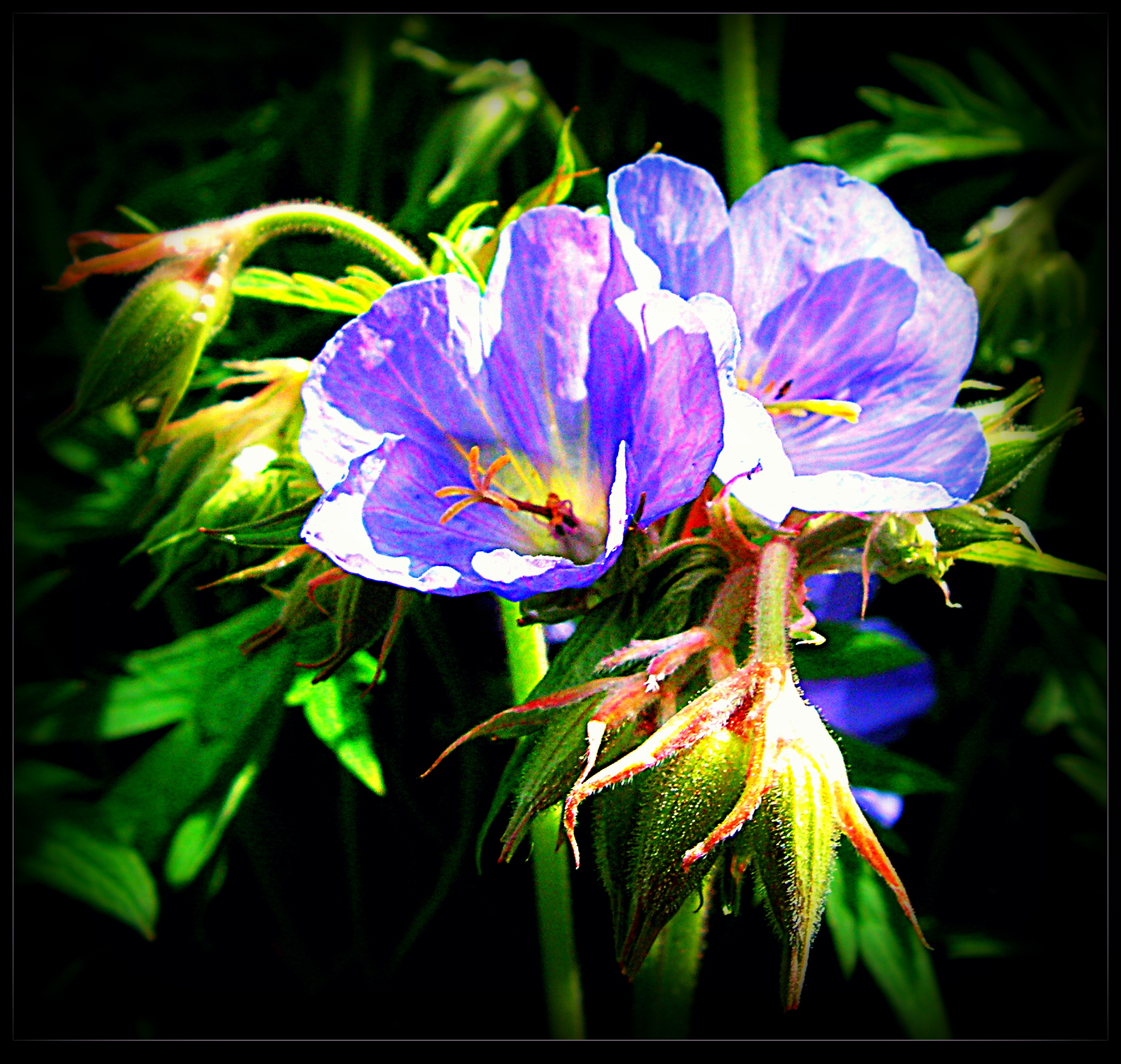 Blue Geraniums