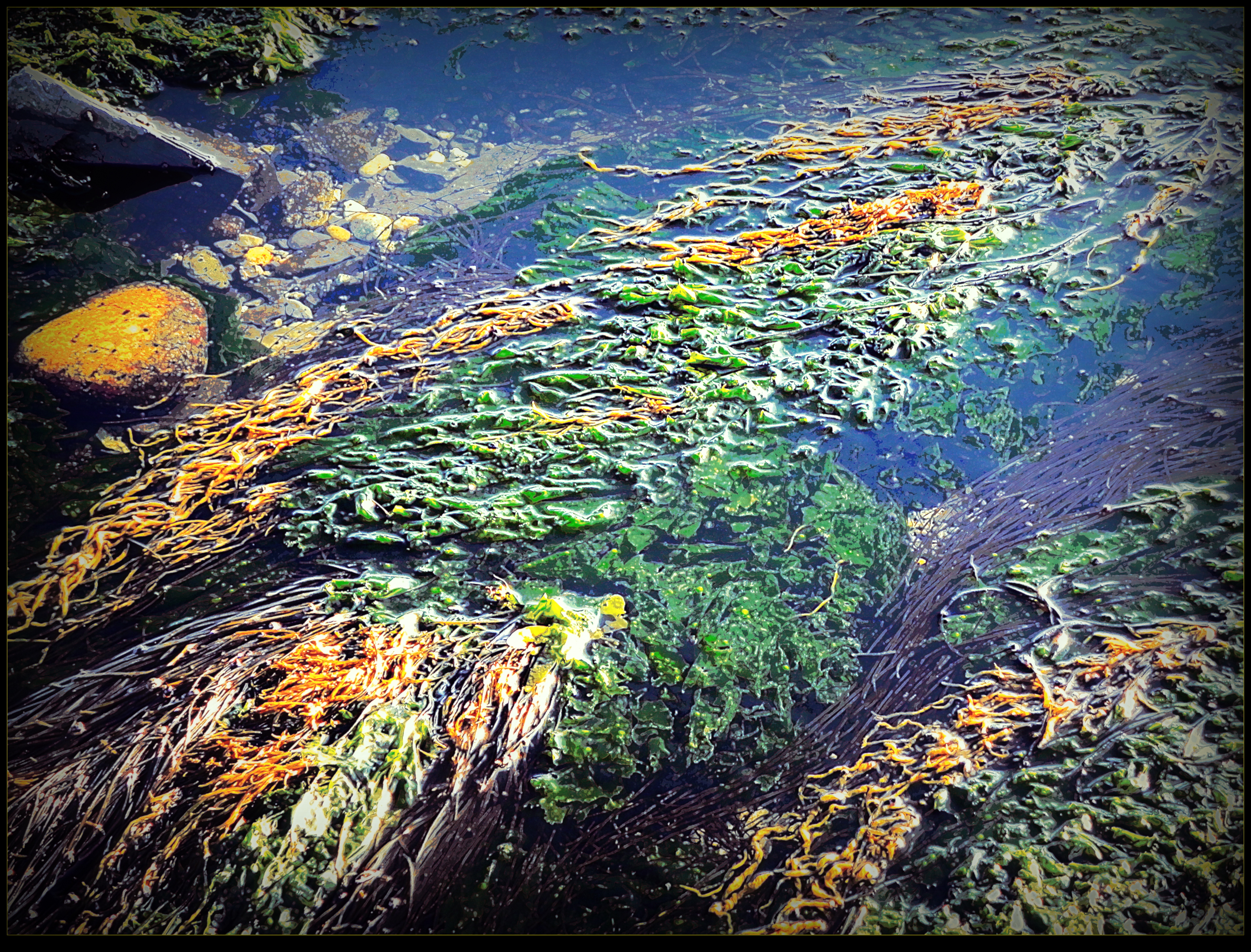 Algae By The River