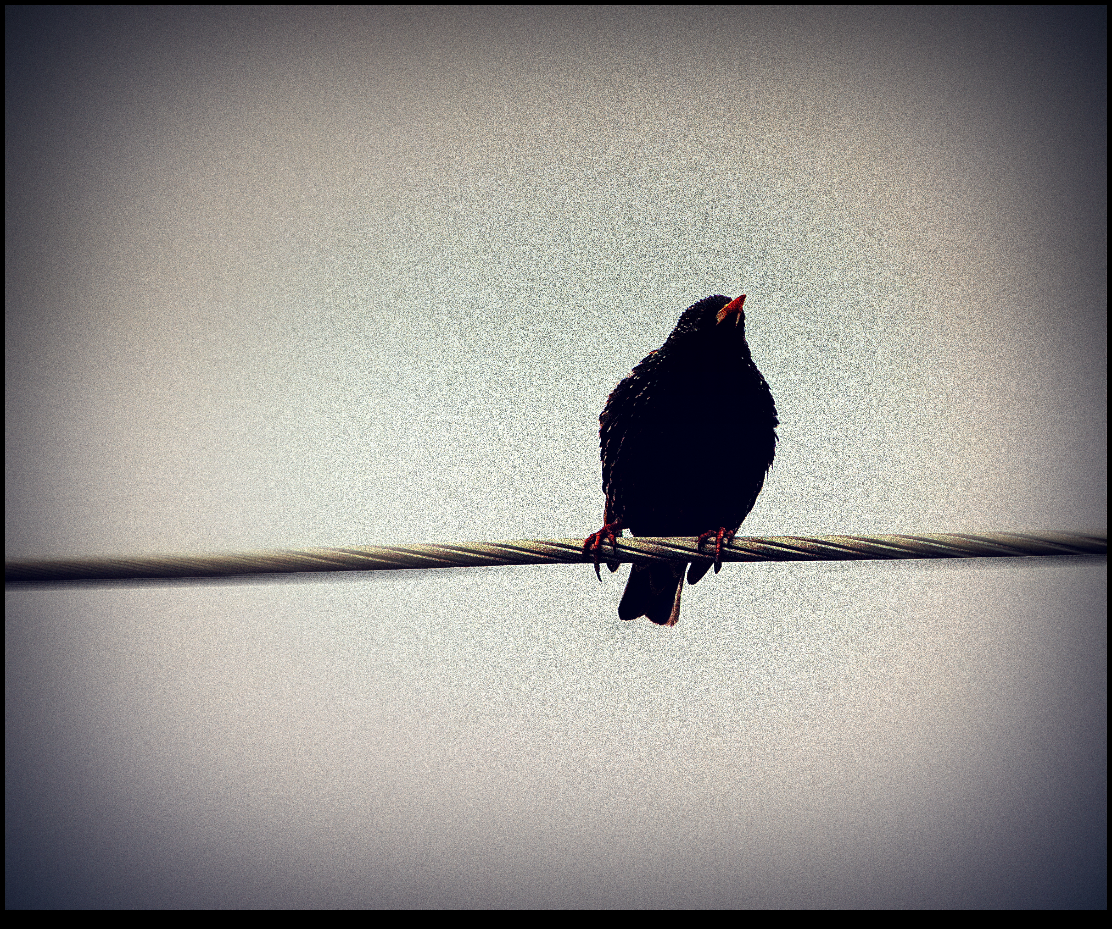 Lonely Bird