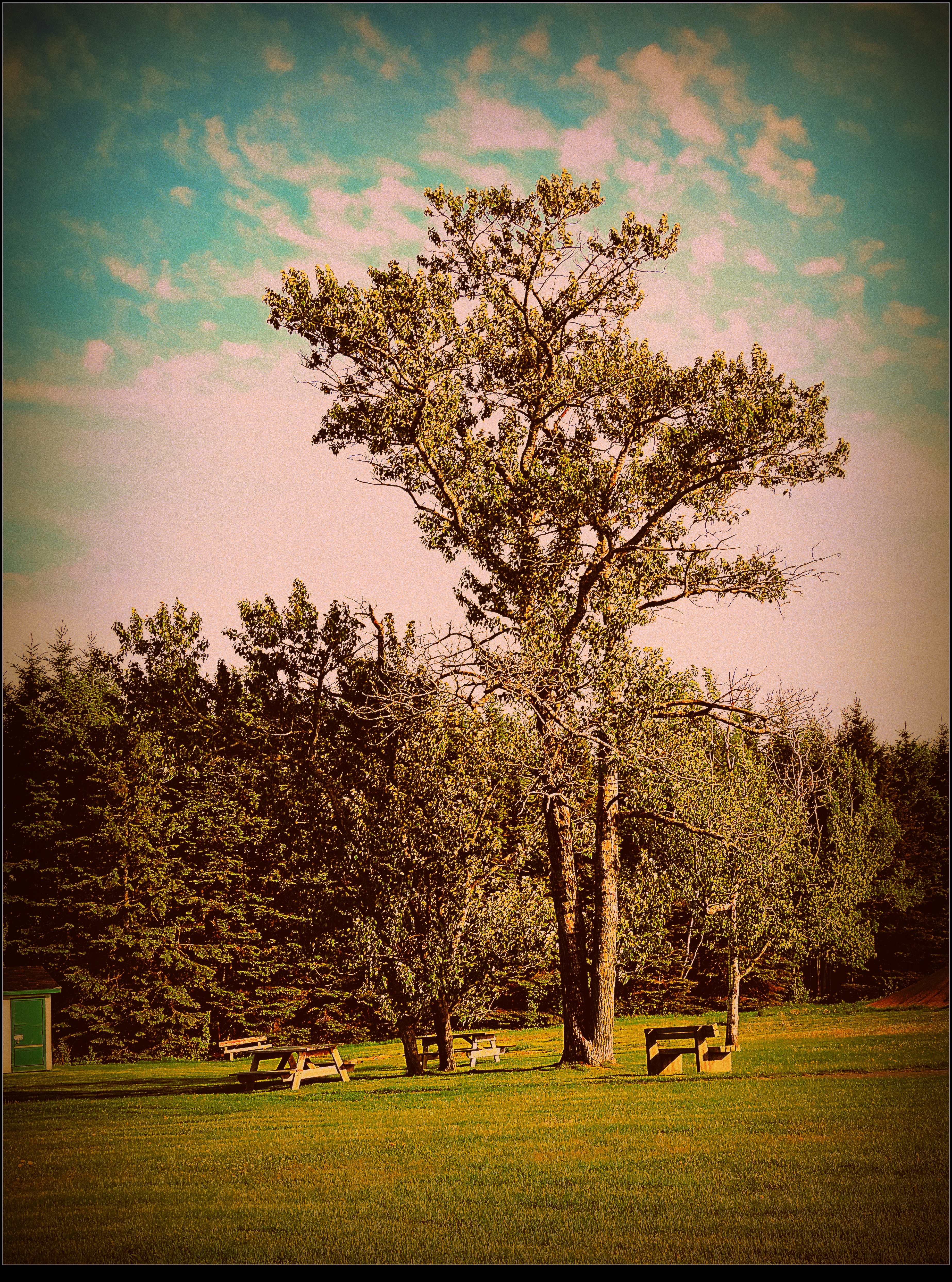 In the Park