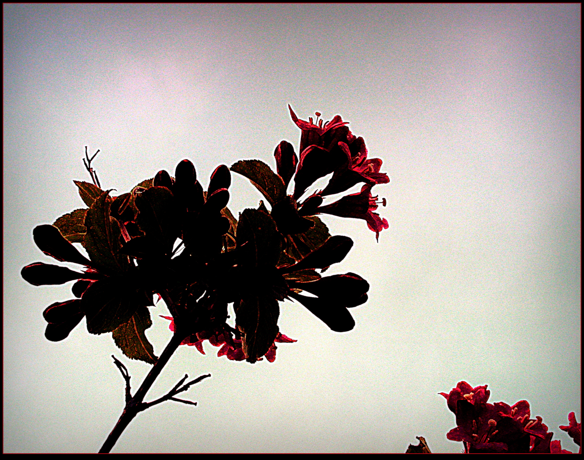 Pretty Bush Flowers