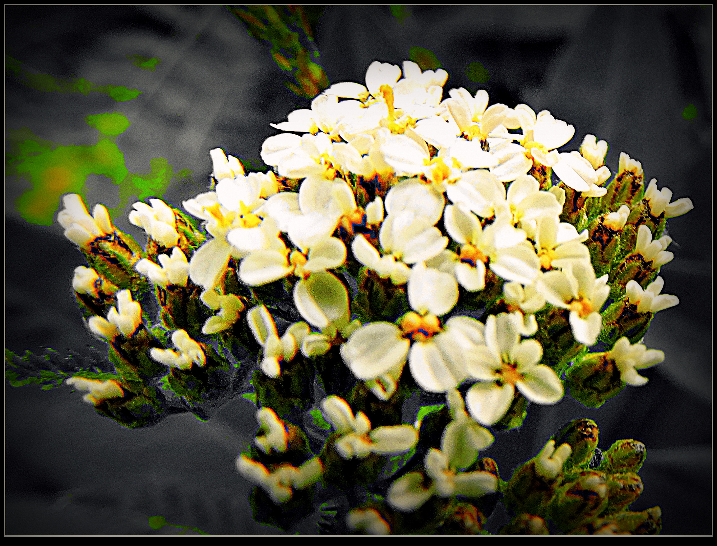 Bouquet of Wild Flowers - macro