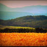 Grain Field Before Sunset