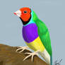 Gouldian Finch