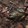 Frog in my Soup