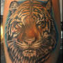 Kurt's Tiger