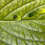 drops of water on a leaf