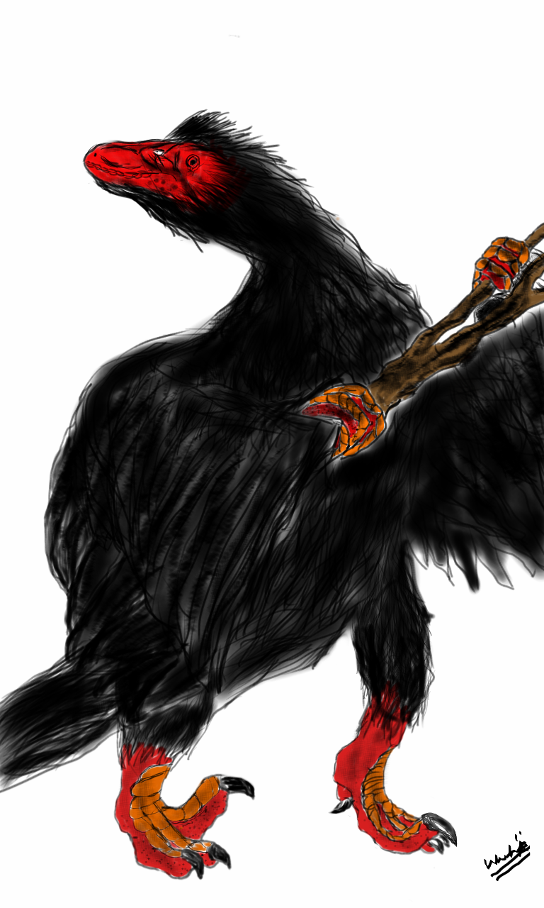 microraptor by paleoguy5000 on DeviantArt
