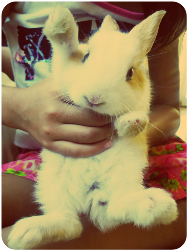 Bunneh.