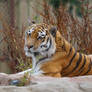 Amur Tiger (Panthera tigris altaica)