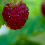 raspberry by tarynheart