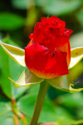 red rose15