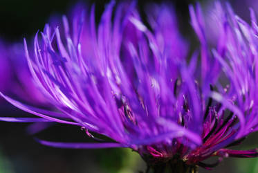 Cornflower-1