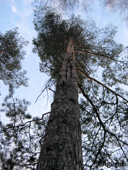 Long pine