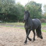 stock friesian horse