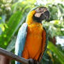 The 'Ara ararauna' (Blue and Gold Macaw)