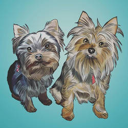 2 Yorkies are better than 1