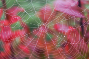 Fall and spider web
