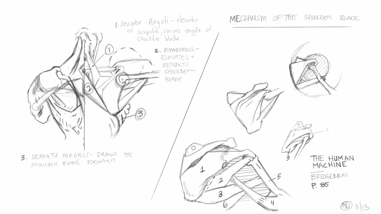 Bridgeman Study - mechanisms of the back