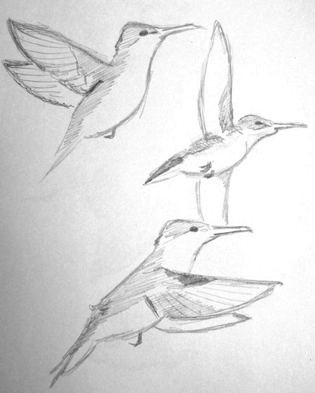 Study of flying birds: hummingbird