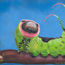 Caterpillar Study