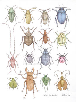 Meet the Beetles