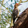 Gila Woodpecker