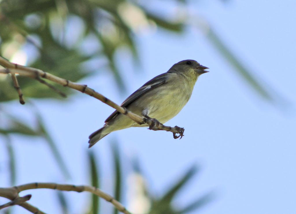 Lesser Goldfinch (Female) by Amayzncake on DeviantArt