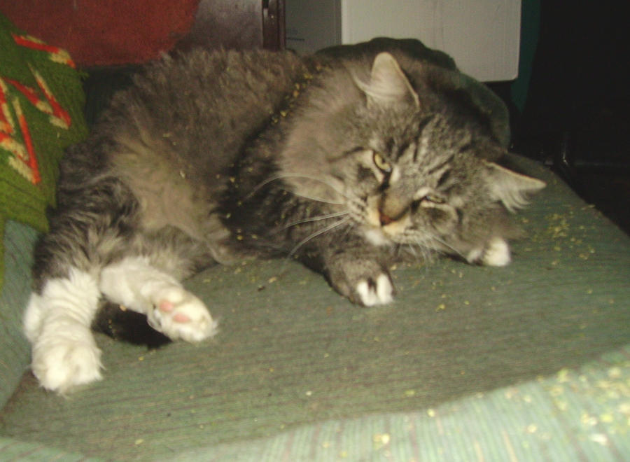 Mellowed Cougar by CapDon on DeviantArt