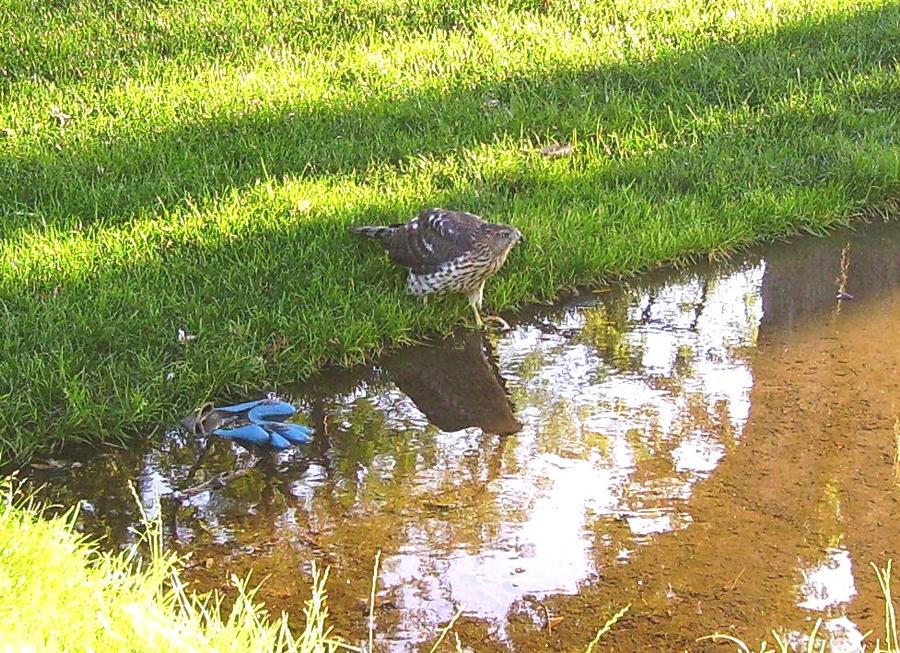 Hot Hawk 1 by CapDon on DeviantArt